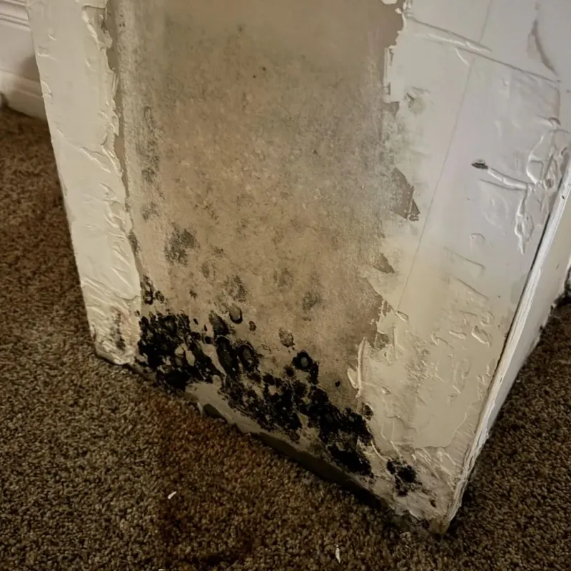 Professional Mold Removal in Black Hawk County, IA